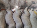 Chiots Golden Retriever à vendre (6 femelles & 3 mâles)