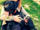Lotus, Labrador Retriever à adopter en association