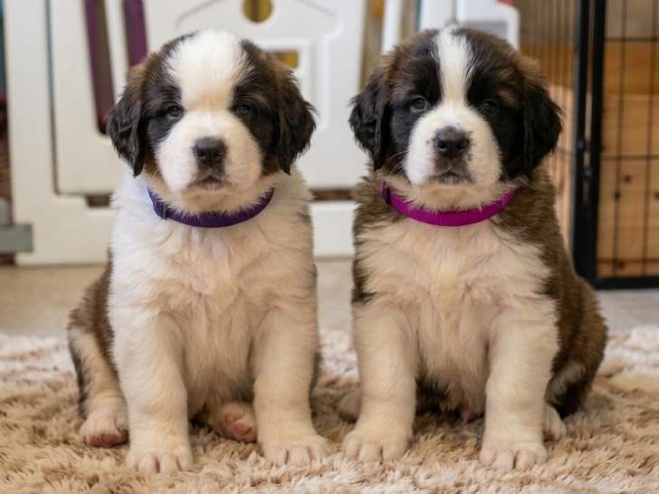 Chiots femelles Saint-Bernard LOF à vendre