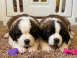 Chiots femelles Saint-Bernard LOF à vendre