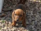 2 chiots Teckel Nain Poil Ras fauves non LOF nés en février 2026 à vendre