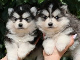 2 chiots femelles Pomsky à réserver non LOF en mars 2026