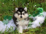 2 chiots femelles Pomsky à réserver non LOF en mars 2026