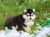 2 chiots femelles Pomsky à réserver non LOF en mars 2026