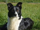 Chienne Border Collie LOF de 7 ans à vendre