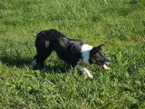 Chienne Border Collie LOF de 7 ans à vendre