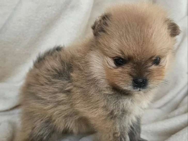 3 Spitz nains LOF nés en mars 2026 à vendre