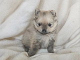 3 Spitz nains LOF nés en mars 2026 à vendre