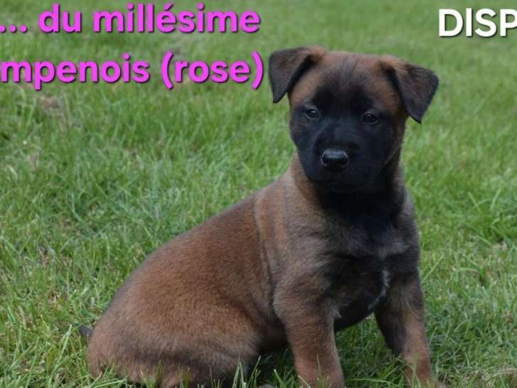 2 chiots Berger Belge Malinois LOF nés en mars 2026 à réserver