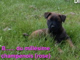 2 chiots Berger Belge Malinois LOF nés en mars 2026 à réserver
