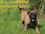 2 chiots Berger Belge Malinois LOF nés en mars 2026 à réserver