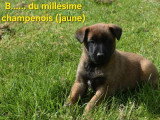2 chiots Berger Belge Malinois LOF nés en mars 2026 à réserver