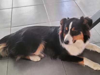 Chienne Berger Australien à vendre