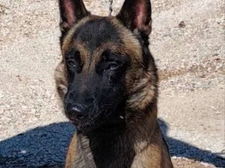 Chien Berger Belge Malinois mâle adulte LOF confirmé à vendre