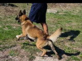Chien Berger Belge Malinois mâle adulte LOF confirmé à vendre