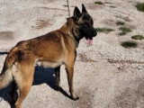 Chien Berger Belge Malinois mâle adulte LOF confirmé à vendre