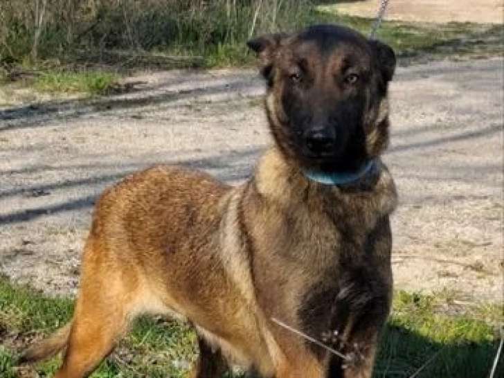 Chienne Berger Belge Malinois LOF confirmée disponible à la vente