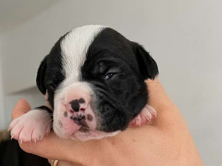 Chiots Bulldog Continental à vndre