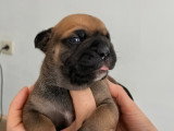 Chiots Bulldog Continental à vndre
