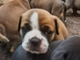 Chiots Bulldog Continental à vndre
