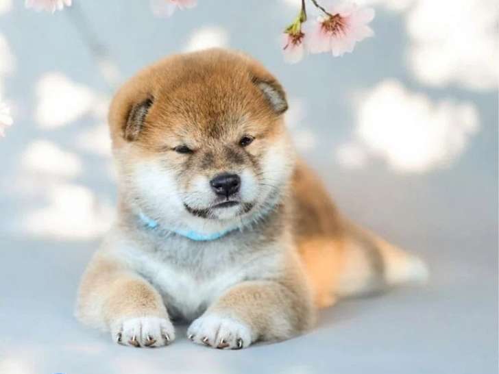 Chiot Shiba Inu mâle à vendre non LOF mars 2026