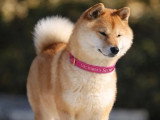 Chiot Shiba Inu mâle à vendre non LOF mars 2026