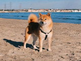 Chiot Shiba Inu mâle à vendre non LOF mars 2026
