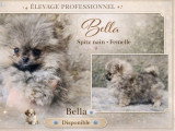 4 chiots Spitz Nain non LOF nés en janvier 2026, à vendre