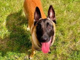 Saiko, magnifique Malinois à adopter en association