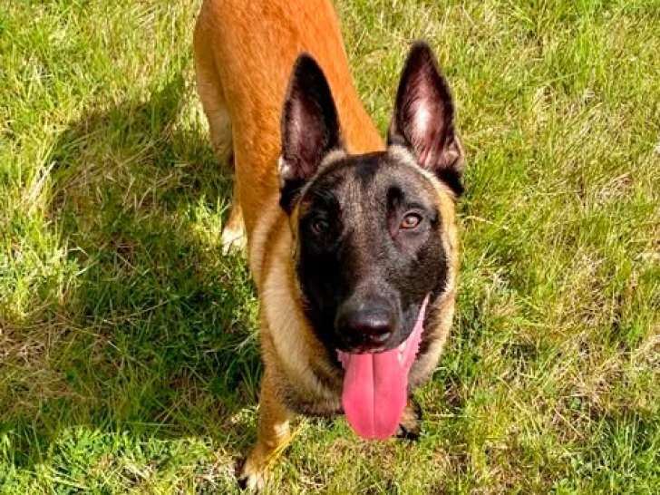 Saiko, magnifique Malinois à adopter en association