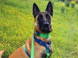 Saiko, magnifique Malinois à adopter en association