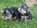 Deux chiots Morkie mâles non LOF de février 2026 en vente