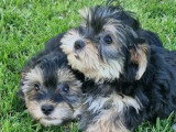Deux chiots Morkie mâles non LOF de février 2026 en vente