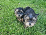 Deux chiots Morkie mâles non LOF de février 2026 en vente