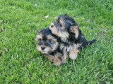 Deux chiots Morkie mâles non LOF de février 2026 en vente