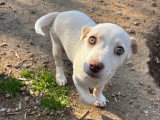 Anda, chiot femelle à adopter en association