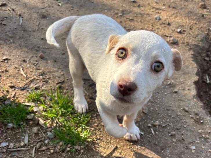 Anda, chiot femelle à adopter en association