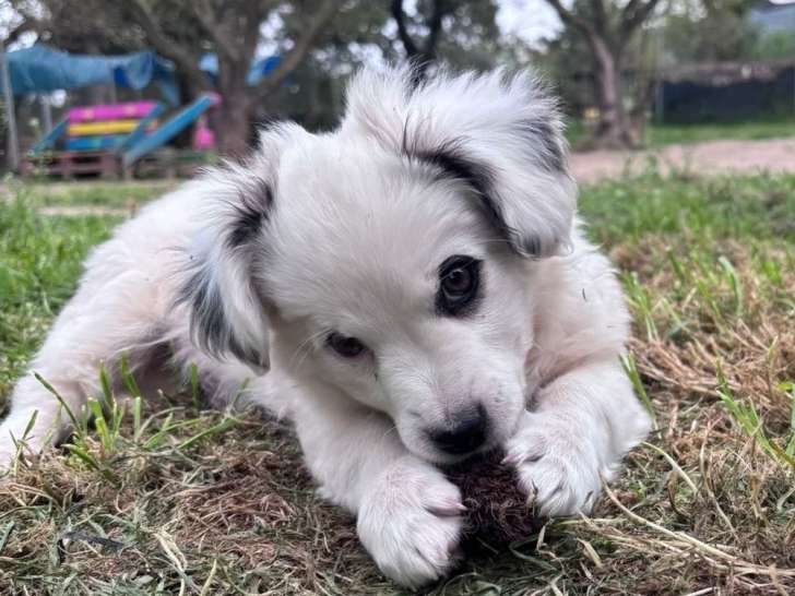 Arc, chiot à adopter en association