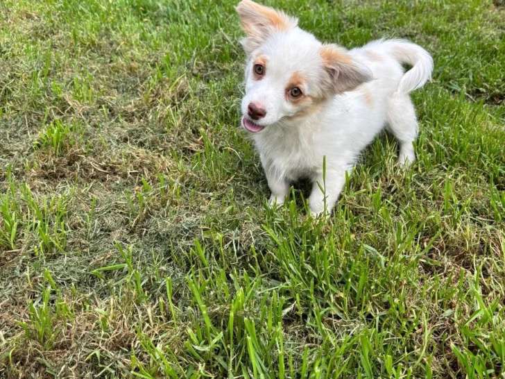 Tia, chiot femelle à adopter en association