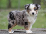 Chiot Berger Américain Miniature bleu merle LOF à vendre