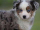Chiot Berger Américain Miniature bleu merle LOF à vendre