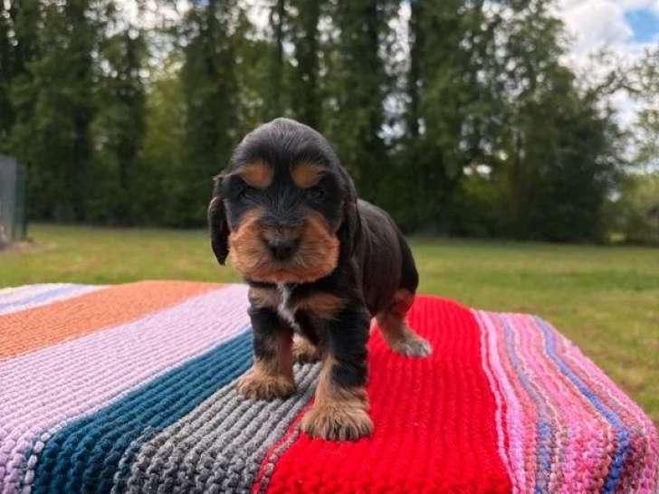 Portée de 3 chiots Cocker Anglais mâles non LOF de mars 2026 à réserver