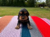 Portée de 3 chiots Cocker Anglais mâles non LOF de mars 2026 à réserver