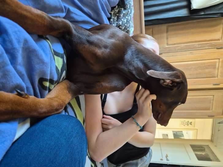 Jeune mâle Dobermann à vendre