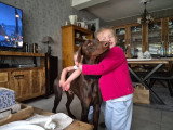 Jeune mâle Dobermann à vendre