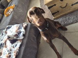 Jeune mâle Dobermann à vendre