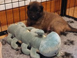 Chiots Tervueren LOF à réserver