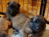 Chiots Tervueren LOF à réserver