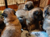 Chiots Tervueren LOF à réserver