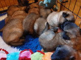 Chiots Tervueren LOF à réserver